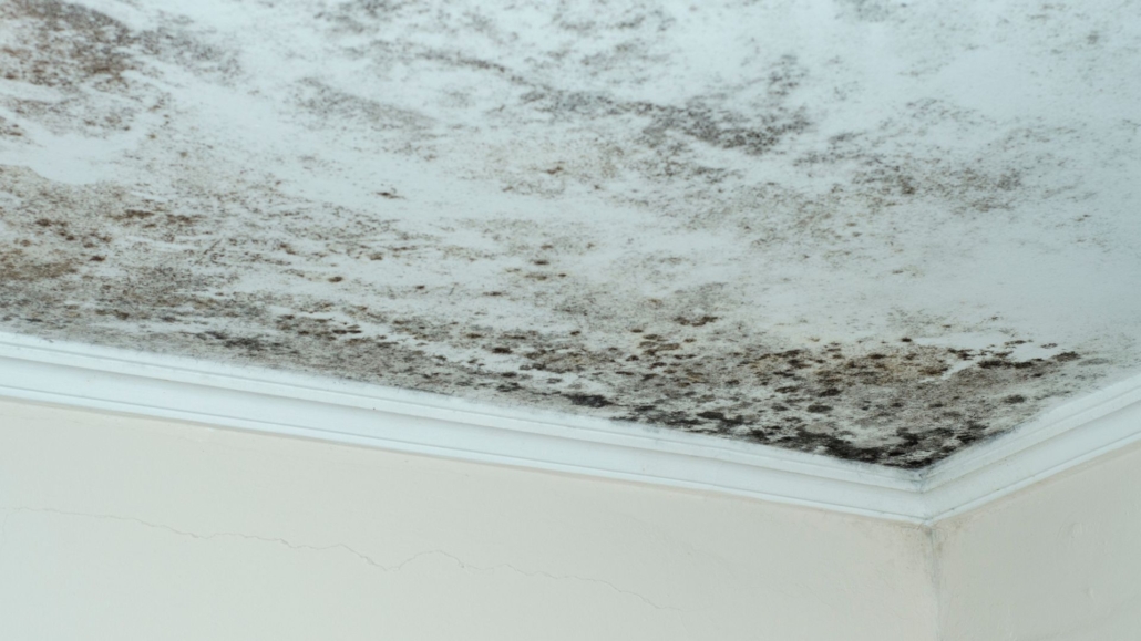 Showing mold on ceiling